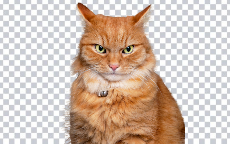How to Remove Background Without Photoshop — Free Online Tool