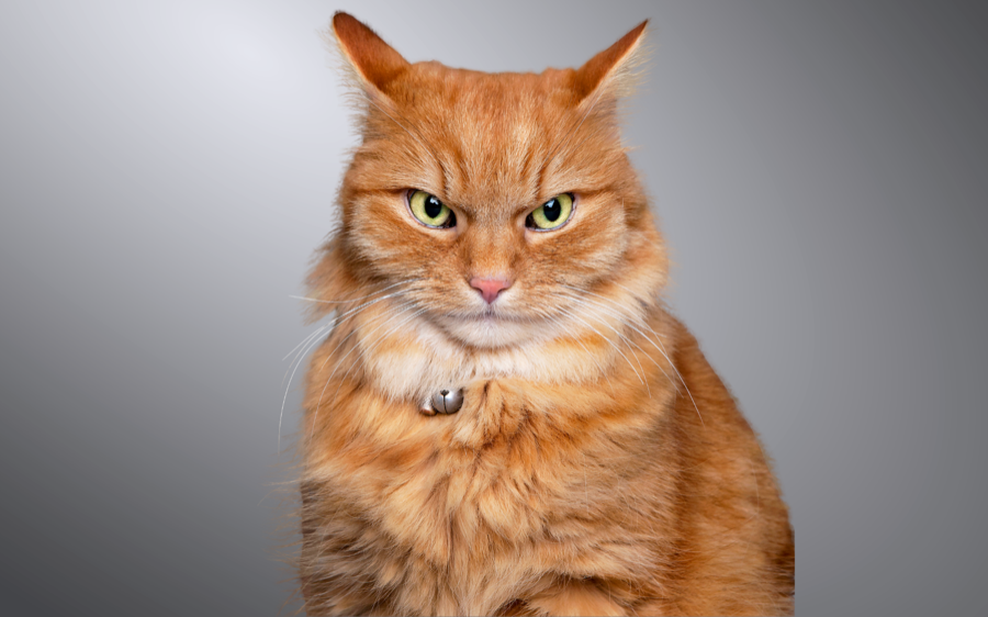 Remove Background From Animal and Pet Photos Without Losing Fur Detail